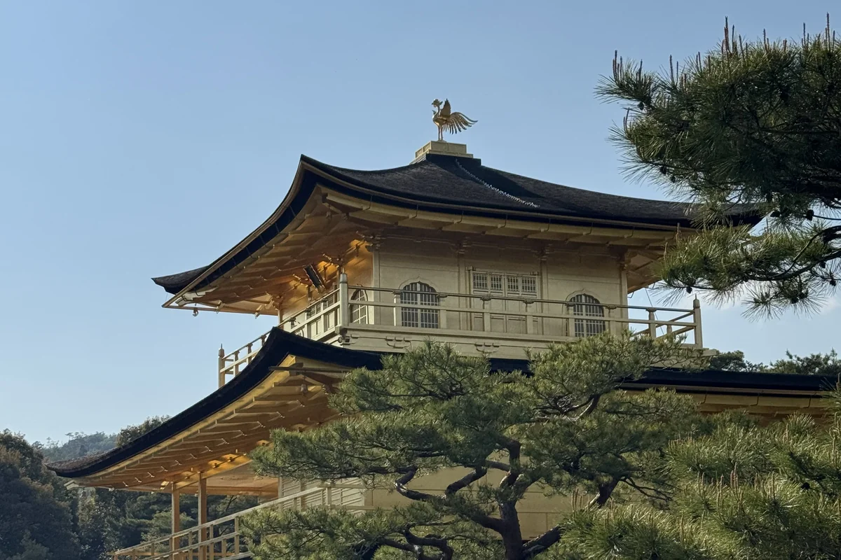 金閣寺を松の枝で額装した構図 — 京都らしさの最終形
